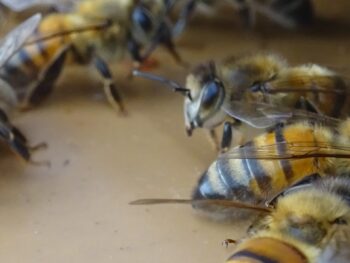 Permalink zu: 💻 Open Source Fokus