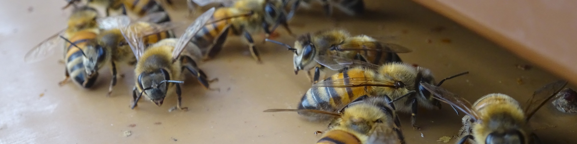 Permalink zu: 💻 Open Source Fokus